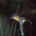 Allpahuayo Antbird / Percnostola arenarum