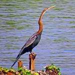 Oriental Darter / Anhinga melanogaster