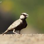 Серошапочный жаворонок / Eremopterix griseus