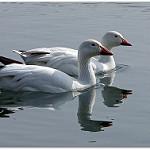 Snow Goose / Anser caerulescens