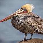 Бурый пеликан / Pelecanus occidentalis