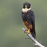 Вечерний сокол / Falco rufigularis