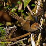 Black-throated Thistletail / Asthenes harterti