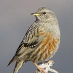 Альпийская завирушка / Prunella collaris
