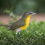 Icteriidae фото
