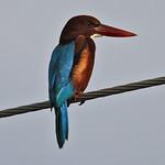 White-throated Kingfisher / Halcyon smyrnensis