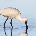 Королевская колпица / Platalea regia