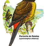 Коричневоголовый какарики / Cyanoramphus ulietanus