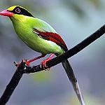 Common Green Magpie / Cissa chinensis