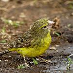 Southern Grosbeak-Canary / Crithagra buchanani
