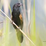 Бенгальский кукаль / Centropus bengalensis
