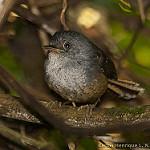 Крапивниковый тапакуло / Psilorhamphus guttatus