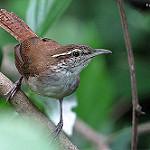 Antioquia Wren / Thryophilus sernai