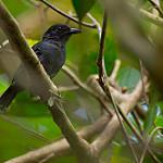Серо-чёрный колючник / Thamnophilus nigrocinereus