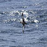Westland Petrel / Procellaria westlandica