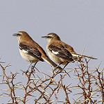 Brown-backed Mockingbird / Mimus dorsalis