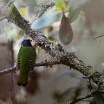 Band-tailed Fruiteater / Pipreola intermedia