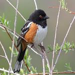 Пятнистый тохи / Pipilo maculatus