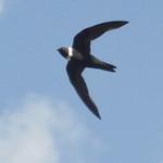 White-collared Swift / Streptoprocne zonaris