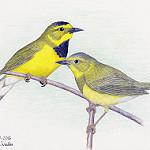 Bachman's Warbler / Vermivora bachmanii