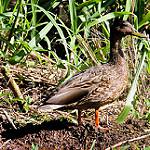 Hawaiian Duck / Anas wyvilliana