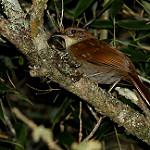 Бамбуковый лесовик / Clibanornis dendrocolaptoides