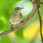 Seychelles Warbler / Acrocephalus sechellensis