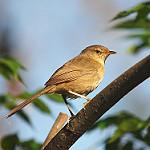Malagasy Brush Warbler / Nesillas typica