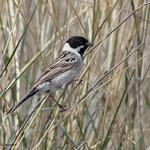 Полярная овсянка / Emberiza pallasi