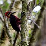 Crimson-bellied Woodpecker / Campephilus haematogaster