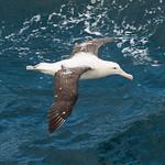 Tristan Albatross / Diomedea dabbenena