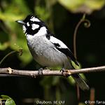 Белоухий монарх / Carterornis leucotis