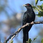 Коэль / Eudynamys scolopaceus