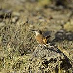 Straight-billed Earthcreeper / Ochetorhynchus ruficaudus