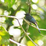 Mindanao Blue Fantail / Rhipidura superciliaris