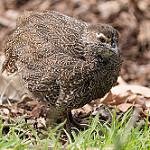 Red-chested Flufftail / Sarothrura rufa