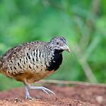 Barred Buttonquail / Turnix suscitator