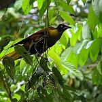 Casqued Cacique / Cacicus oseryi