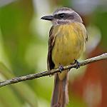 Golden-crowned Flycatcher / Myiodynastes chrysocephalus