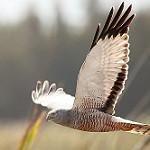 Cinereous Harrier / Circus cinereus