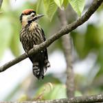 Necklaced Woodpecker / Dryobates pernyii