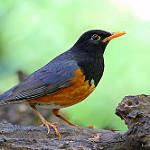 Black-breasted Thrush / Turdus dissimilis
