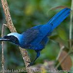 Beautiful Jay / Cyanolyca pulchra