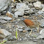 Spotted Buttonquail / Turnix ocellatus