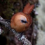 Rufous Wren / Cinnycerthia unirufa