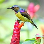 Brown-throated Sunbird / Anthreptes malacensis
