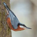 Chestnut-bellied Nuthatch / Sitta cinnamoventris