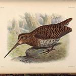Imperial Snipe / Gallinago imperialis