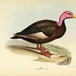 Розовоголовая утка / Rhodonessa caryophyllacea