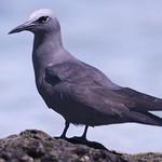 Чёрная кланяющаяся крачка / Anous minutus